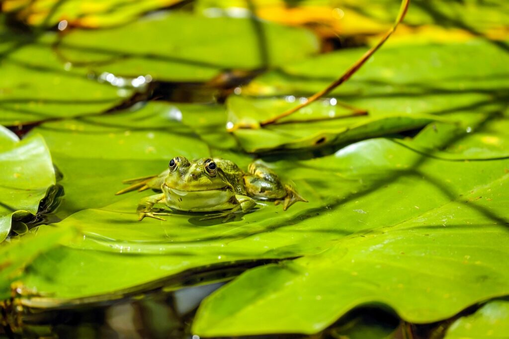 frog, pond, amphibian-1893225.jpg