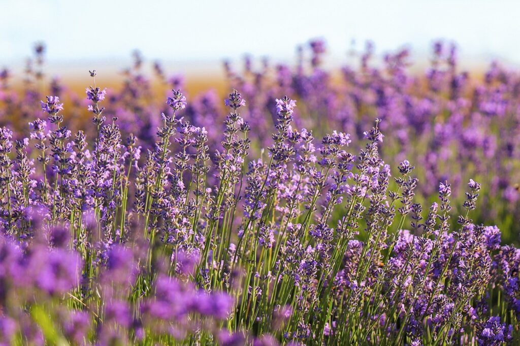 lavender, field, purple-7304564.jpg